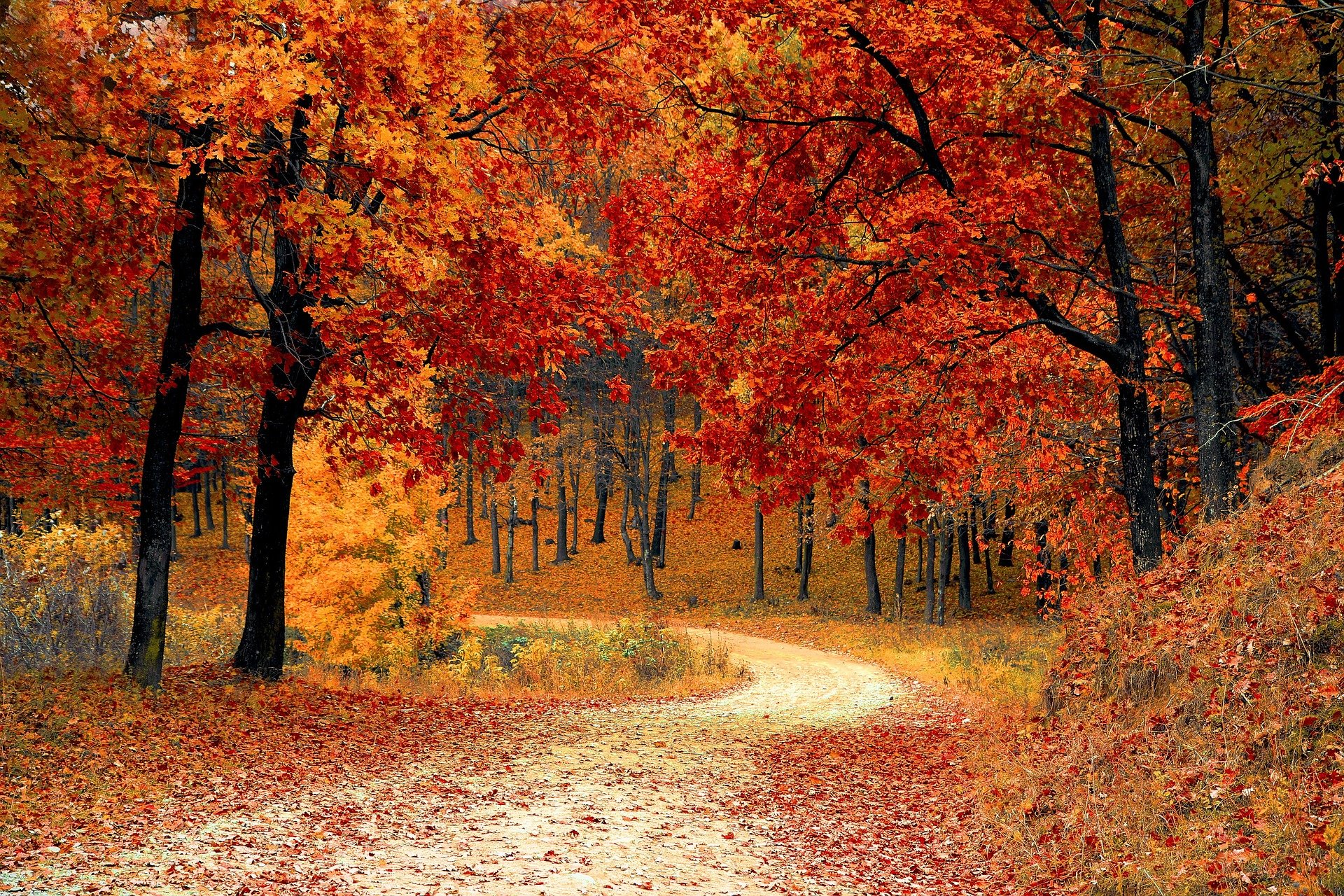 Autumn – letting go